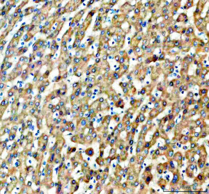 GNMT Antibody Human Liver IHC. Immunohistochemical staining of FFPE human liver tissue following heat-induced epitope retrieval in pH8 EDTA buffer demonstrated GNMT expression using an HRP-conjugated detection system with DAB chromogen. Hepatocytes exhibit diffuse moderate to strong cytoplasmic staining, consistent with the high physiological expression of glycine N-methyltransferase in normal liver. The staining pattern supports the use of GNMT Antibody, a Glycine N-Methyltransferase Antibody, for immunohistochemical detection of GNMT expression in human liver tissue.