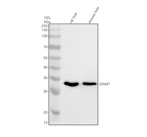 GNMT Antibody Mouse and Rat Liver WB. Western blot analysis detected GNMT in rat liver (lane 1) and mouse liver (lane 2) tissue lysates. A single prominent immunoreactive band is observed at approximately 33 kDa, matching the predicted molecular weight of GNMT. The strong liver-specific signal is consistent with the abundant physiological expression of glycine N-methyltransferase in hepatic tissue. GNMT Antibody, a Glycine N-Methyltransferase Antibody, demonstrates specific detection of GNMT in rodent liver lysates, supporting its use for Western blot analysis of this key enzyme involved in one-carbon metabolism and methylation homeostasis.