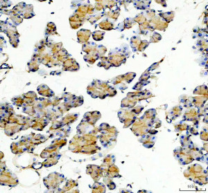 GNMT Antibody Mouse Pancreas IHC. Immunohistochemical staining of FFPE mouse pancreas tissue following heat-induced epitope retrieval in pH8 EDTA buffer demonstrated GNMT expression using an HRP-conjugated detection system with DAB chromogen. Pancreatic acinar cells exhibit moderate predominantly cytoplasmic staining, while surrounding stromal tissue shows minimal background reactivity. The staining pattern supports the use of GNMT Antibody, a Glycine N-Methyltransferase Antibody, for immunohistochemical detection of GNMT expression in mouse pancreas tissue.