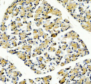 GNMT Antibody Rat Pancreas IHC. Immunohistochemical staining of FFPE rat pancreas tissue following heat-induced epitope retrieval in pH8 EDTA buffer demonstrated GNMT expression using an HRP-conjugated detection system with DAB chromogen. Pancreatic acinar cells exhibit moderate predominantly cytoplasmic staining with a finely granular distribution, while surrounding stromal tissue shows minimal background reactivity. The staining pattern supports the use of GNMT Antibody, a Glycine N-Methyltransferase Antibody, for immunohistochemical detection of GNMT expression in rat pancreas tissue.