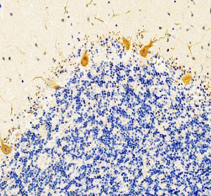PACAP Antibody Human Cerebellum IHC. Immunohistochemical staining of FFPE human cerebellum tissue using PACAP antibody following heat-induced epitope retrieval in pH8 EDTA buffer. Staining was visualized using an HRP secondary antibody with DAB chromogen. Strong cytoplasmic staining is observed in Purkinje neurons at the interface of the molecular and granular layers, with lighter staining of surrounding neuronal processes, consistent with the characteristic distribution of the neuropeptide PACAP in the cerebellum. This result demonstrates that the PACAP antibody is suitable for detecting endogenous PACAP in FFPE human brain tissue.