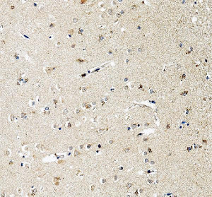 PACAP Antibody Human Cerebral Cortex IHC. Immunohistochemical staining of FFPE human cerebral cortex tissue using PACAP antibody following heat-induced epitope retrieval in pH8 EDTA buffer. Staining was visualized using an HRP secondary antibody with DAB chromogen. Predominantly cytoplasmic staining is observed in cortical neurons with lighter background staining throughout the surrounding neuropil, consistent with the neuronal expression pattern of the neuropeptide PACAP. This result demonstrates that the PACAP antibody is suitable for detecting endogenous PACAP in FFPE human brain tissue.