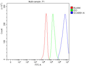 SRBI Antibody HepG2 Cell FACS. Flow cytometry analysis of fixed HepG2 cells demonstrated a pronounced rightward fluorescence shift with SRBI Antibody (blue) compared with the isotype control (green) and unstained cells (red), indicating specific detection of endogenous SRBI expression. Cells were stained with 1 ug antibody per 1Ã10^6 cells followed by a Fluoro488-conjugated secondary antibody. This SRBI Antibody, an HDL Receptor Antibody, is suitable for flow cytometric analysis of cell surface receptor expression in studies of cholesterol transport, lipoprotein metabolism and cardiovascular biology.