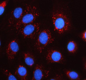 MRPS35 Antibody A549 Cell IF. Immunofluorescent staining of A549 cells demonstrates MRPS35 expression after enzyme-mediated antigen retrieval and labeling with a Cy3-conjugated secondary antibody (red), while nuclei are counterstained with DAPI (blue). The signal displays a punctate cytoplasmic staining pattern that is consistent with the mitochondrial localization of mitochondrial ribosomal protein S35. This distribution reflects the role of MRPS35 as a component of the mitochondrial small ribosomal subunit involved in mitochondrial protein translation. This MRPS35 Antibody is suitable for studies of mitochondrial ribosomal protein S35, mitochondrial translation, and mitochondrial function in cultured cells.