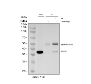 MRPS35 Antibody A549 Cell IP. Immunoprecipitation of MRPS35 from A549 whole cell lysate using 2 ug of MRPS35 antibody followed by Western blot detection demonstrates specific enrichment of mitochondrial ribosomal protein S35. Lane 1 shows the input lysate with the expected ~37 kDa MRPS35 band, lane 2 is the rabbit IgG negative control, and lane 3 shows successful immunoprecipitation with a distinct ~37 kDa MRPS35 band together with the expected IgG heavy chain at approximately 50 kDa. This MRPS35 Antibody is suitable for immunoprecipitation and Western blot studies of mitochondrial ribosomal protein S35 and mitochondrial translation.
