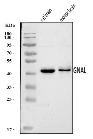 GNAL Antibody Mouse and Rat Brain WB. Western blot analysis of GNAL in rat and mouse brain tissue lysates using GNAL Antibody (A09404-1). Samples (30 ug/lane) were separated by 5-20% SDS-PAGE under reducing conditions and transferred to nitrocellulose. Lane 1: rat brain; Lane 2: mouse brain. The membrane was blocked with 5% non-fat milk/TBS and incubated with the antibody at 0.5 ug/ml overnight at 4Â°C, followed by HRP-conjugated goat anti-rabbit IgG and ECL detection. A specific band was detected at approximately 44 kDa, consistent with the expected molecular weight of GNAL. This GNAL Antibody detects G(olf) alpha in mouse and rat brain tissue for studies of neuronal G protein signaling.