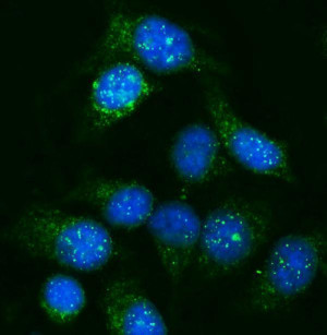 GNAL Antibody HeLa Cell IF. Immunofluorescence staining of fixed human HeLa cells using GNAL Antibody (A09404-1). Enzyme antigen retrieval was performed for 15 minutes, followed by blocking with 10% goat serum. Cells were incubated with the antibody at 5 ug/ml overnight at 4Â°C, followed by DyLight 488-conjugated goat anti-rabbit IgG at 1:100 for 30 minutes at 37Â°C. Nuclei were counterstained with DAPI (blue). GNAL staining (green) is observed predominantly in the cytoplasm with a punctate distribution. This GNAL Antibody detects G(olf) alpha in human cells for studies of G protein-mediated signaling.