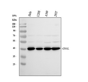 GNAL Antibody Human Cancer Cell WB. Western blot analysis of GNAL in human cell lysates using GNAL Antibody (A09404-1). Samples (30 ug/lane) were separated by 10% SDS-PAGE under reducing conditions and transferred to nitrocellulose. Lane 1: HeLa; Lane 2: U2OS; Lane 3: A549; Lane 4: 293T. The membrane was blocked with 5% non-fat milk/TBS and incubated with the antibody at 0.5 ug/ml overnight at 4Â°C, followed by HRP-conjugated goat anti-rabbit IgG and ECL detection. A specific band was detected at approximately 44 kDa, consistent with the expected molecular weight of GNAL. This GNAL Antibody detects G(olf) alpha in multiple human cell lines for studies of G protein-mediated signaling.