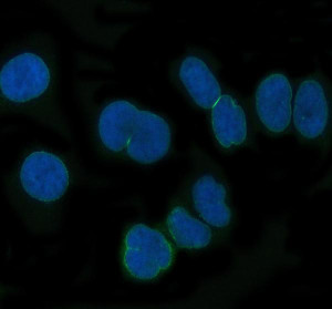 NUP62 Antibody Nuclear Pore Staining in HeLa Cells IF. Immunofluorescence staining of human HeLa cells with NUP62 Antibody / Nuclear Pore Complex Marker. Enzyme antigen retrieval was performed for 15 min, followed by blocking with 10% goat serum. The antibody was used at 1:50 overnight at 4oC, followed by a DyLight 488-conjugated goat anti-rabbit IgG secondary antibody at 1:500. Nuclei were counterstained with DAPI. NUP62 staining is observed at the nuclear periphery, consistent with its localization to nuclear pore complexes.