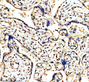 Phospho-CCNE1 (T77) Antibody in Human Placenta IHC. Immunohistochemistry staining of FFPE human placenta tissue with Phospho-Cyclin E1 (T77) Antibody / Phospho-CCNE1 Antibody. Tissue sections underwent HIER in EDTA buffer, pH 8.0, and were blocked with 10% goat serum. The antibody was used at 1:50 overnight at 4oC, followed by a peroxidase-conjugated goat anti-rabbit IgG secondary antibody and DAB detection. The observed staining demonstrates recognition of phospho-Cyclin E1 in human placental tissue.