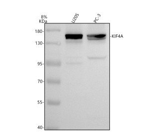 KIF4A Antibody 24K13 in Human Osteosarcoma and Prostate Cancer Cells WB. Western blot testing of human U2OS osteosarcoma and PC-3 prostate cancer cell lysates with KIF4A Antibody 24K13 / Mitotic Kinesin Marker, clone 24K13, at 1:500 overnight at 4oC. Lane 1: U2OS whole cell lysate. Lane 2: PC-3 whole cell lysate. A specific band is observed at approximately 150 kDa; the predicted molecular weight of KIF4A is approximately 140 kDa.