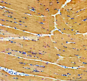 PYGM Antibody staining of rat skeletal muscle by IHC. Immunohistochemistry of FFPE rat skeletal muscle tissue sections using the PYGM Antibody at 2 ug/ml. Strong brown cytoplasmic staining is distributed throughout the elongated skeletal muscle fibers, with blue nuclear counterstaining and relatively little staining in the intervening connective tissue. Heat-mediated antigen retrieval was performed in pH 8 EDTA before overnight primary antibody incubation at 4oC. The widespread staining of skeletal muscle fibers is consistent with abundant myophosphorylase expression and demonstrates detection of PYGM with this Muscle Glycogen Phosphorylase Antibody.