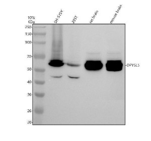 DPYSL5 Antibody by WB in Human Cells and Rodent Brain Western blot testing of human SH-SY5Y whole cell lysate (lane 1), human 293T whole cell lysate (lane 2), rat brain lysate (lane 3) and mouse brain lysate (lane 4) with DPYSL5 Antibody. A strong band is detected at approximately 61 kDa in all four samples, consistent with the calculated molecular weight of DPYSL5/CRMP5. Weaker lower molecular weight bands are visible in the human cell lysates and may represent degradation products, processed forms or nonspecific reactivity. The dominant target-sized signal produced by this CRMP5 Polyclonal Antibody is particularly clean in the rodent brain samples.