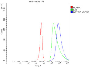 DPYSL5 Antibody by Flow Cytometry in SH-SY5Y Cells Flow cytometry analysis of fixed and permeabilized SH-SY5Y cells using DPYSL5 Antibody. Cells stained with the CRMP5 Polyclonal Antibody (blue) show a clear rightward fluorescence shift relative to the rabbit IgG isotype control (green) and unstained blank control (red), demonstrating intracellular detection of DPYSL5/CRMP5. Cells were fixed with 4% paraformaldehyde and permeabilized before antibody staining. This validation applies to fixed-cell intracellular flow cytometry rather than live-cell surface staining.