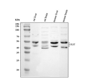DLST Antibody by WB in rat and mouse liver and brain tissue. Western blot analysis of rat liver (lane 1), rat brain (lane 2), mouse liver (lane 3), and mouse brain (lane 4) lysates using DLST Antibody at 0.5 ug/ml. Samples were separated by 10% SDS-PAGE under reducing conditions, with 30 ug of protein loaded per lane. Immunoreactive bands are detected at approximately 43 and 49 kDa, consistent with the reported molecular weight range of DLST. This Dihydrolipoamide Succinyltransferase Antibody detects a mitochondrial enzyme involved in the TCA cycle and cellular energy metabolism.