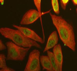 PPIG Antibody by IF in Human SiHa Cells with Alpha-Tubulin Counterstaining. Immunofluorescence staining of human SiHa cells using rabbit polyclonal PPIG antibody at 5 ug/ml. Cyclophilin G immunoreactivity is visualized in green (Fluoro488), with prominent nuclear enrichment and additional diffuse staining in some cytoplasmic regions. Alpha-tubulin is detected in red (Cy3), highlighting the cytoplasmic microtubule network. Enzyme-based antigen retrieval was performed for 15 minutes, followed by overnight primary antibody incubation at 4oC and fluorescent secondary antibody detection.