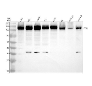 PPIG Antibody by WB in Human, Rat, and Mouse Cell Lysates. Western blot analysis of Cyclophilin G in human K562 (lane 1), HEL (lane 2), HepG2 (lane 3), and RT4 (lane 4) cells; rat RH35 (lane 5) and C6 (lane 6) cells; and mouse Hepa1-6 (lane 7) and Neuro-2a (lane 8) cells. Samples containing 30 ug of protein per lane were separated by 10% SDS-PAGE under reducing conditions. The rabbit polyclonal antibody was used at 0.5 ug/ml and detected a prominent band at approximately 120 kDa across all eight samples, compared with the calculated molecular weight of 88.6 kDa. This higher apparent molecular weight is consistent with independent reports of PPIG migration near 110 kDa and may reflect anomalous electrophoretic mobility associated with its serine/arginine-rich regions and phosphorylation. Additional lower-molecular-weight bands are visible in several lanes.