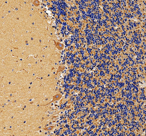 LRP11 Antibody by IHC in Human Cerebellum Tissue. Immunohistochemistry staining of FFPE human cerebellum tissue using rabbit polyclonal LRP11 antibody at 2 ug/ml. Antigen retrieval was performed using EDTA buffer at pH 8.0, followed by blocking with 10% goat serum and overnight primary antibody incubation at 4oC. Detection was performed using peroxidase-conjugated goat anti-rabbit IgG and DAB. Brown LDL Receptor Related Protein 11 immunoreactivity is prominent within the cerebellar molecular layer and in large Purkinje neurons at the boundary with the granular layer. The densely packed cells of the granular layer exhibit comparatively weaker staining, highlighting regional differences in LRP11 immunoreactivity.
