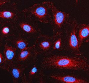 LRP11 Antibody by IF in Human HeLa Cells. Immunofluorescence staining of human HeLa cells using rabbit polyclonal LRP11 antibody. LDL Receptor Related Protein 11 immunoreactivity is visualized in red, while nuclei are counterstained blue with DAPI. Red fluorescence is distributed predominantly throughout the cytoplasm, with a fine punctate and reticular appearance and areas of increased perinuclear staining. The nuclear regions show comparatively little red fluorescence. This staining pattern demonstrates intracellular LRP11 immunoreactivity in cultured human HeLa cells.