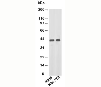 beta Actin antibody western blot of mouse samples