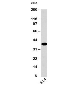 Western blot testing of mouse samples with GAPDH antibody at 0.5ug/ml.