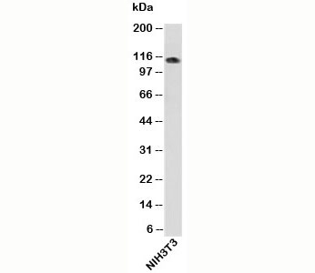 Importin-9 antibody western blot of mouse samples