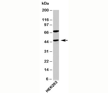 ATG4B antibody western blot of human samples
