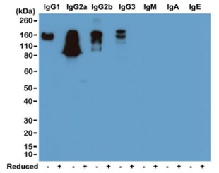 Mouse IgG Antibody Biotin Western Blot Subclass Reactivity Analysis. Western blot analysis of nonreduced (-) and reduced (+) mouse immunoglobulins demonstrates that the parent clone RM104 antibody selectively recognizes mouse IgG subclasses, with strong signal observed for nonreduced IgG1, IgG2a, IgG2b, and IgG3, consistent with Fc-region-dependent binding. Signal is reduced under reducing conditions due to disruption of Fc conformation. No cross-reactivity is detected with IgM, IgA, or IgE. This binding profile reflects Fc-specific recognition and is representative of the characteristics retained in the biotinylated format of the Mouse IgG Antibody / Biotinylated Fc-Specific Anti-Mouse IgG Detection Antibody.
