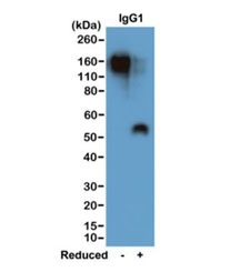 Mouse IgG1 Antibody Biotin Western Blot Analysis. Western blot analysis of non-reduced (-) and reduced (+) mouse IgG1 (20 ng per lane) using clone RM106 at 0.2 ug/mL demonstrates strong detection of intact IgG1 at approximately 150 kDa under non-reducing conditions and a lower molecular weight band near 50 kDa corresponding to the gamma 1 heavy chain under reducing conditions. The stronger signal observed in the non-reduced sample is consistent with recognition of native immunoglobulin structure. These results reflect the binding characteristics of the parent clone RM106 antibody and are representative of the target recognition retained in the biotinylated format of the Mouse IgG1 Antibody for ELISA / Biotinylated Anti-Mouse IgG1 ELISA Detection Antibody.
