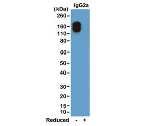 Mouse IgG2a-Kappa Antibody for WB. Western blot analysis of non-reduced (-) and reduced (+) mouse IgG2a kappa (20 ng per lane) using clone RM107 at 0.2 ug/mL demonstrates selective detection of the intact IgG2a kappa molecule at approximately 150 kDa under non-reducing conditions, with no detectable signal observed in the reduced sample. This binding pattern is consistent with Fab region-directed recognition requiring native immunoglobulin structure and confirms specificity for mouse IgG2a kappa. These results support the use of this Mouse IgG2a-Kappa Antibody / Anti-Mouse IgG2a-Kappa Detection Antibody for selective detection of IgG2a kappa in immunoassay applications.