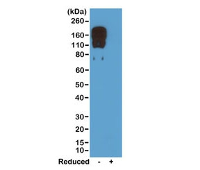 Mouse IgG2c Antibody for WB. Western blot analysis of non-reduced (-) and reduced (+) mouse IgG2c using clone RM223 at 0.5 ug/mL demonstrates strong detection of intact IgG2c at approximately 150 kDa under non-reducing conditions, with minimal to no signal observed in the reduced sample. This pattern is consistent with Fc region-directed recognition of native immunoglobulin structure and supports selective detection of mouse IgG2c. These results support the use of this Mouse IgG2c Antibody / Anti-Mouse IgG2c Detection Antibody for reliable detection in immunoassay applications.