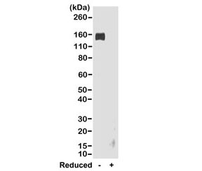 Rabbit IgG Fc Antibody for WB Analysis. Western blot analysis of rabbit IgG under non-reducing (-) and reducing (+) conditions demonstrates that clone RMG02 detects a band at approximately 150 kDa in the non-reduced sample, consistent with intact rabbit IgG. No significant signal is observed under reducing conditions, supporting Fc-region-dependent recognition that is sensitive to denaturation of the antibody structure. Lane 1: non-reduced rabbit IgG, Lane 2: reduced rabbit IgG. This result confirms selective recognition of native IgG and highlights the utility of this Rabbit IgG Fc Antibody / Anti-Rabbit IgG Fc Detection Antibody in applications requiring Fc-specific detection.