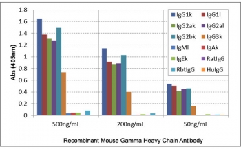 Mouse IgG Antibody for ELISA Subclass Specificity Analysis. ELISA analysis of mouse immunoglobulins demonstrates that clone RMG07 broadly recognizes mouse IgG / Ighg, with strong signal observed for IgG1, IgG2a, IgG2b, and IgG3 across tested concentrations. No cross-reactivity is detected with IgM, IgA, or IgE, and no reactivity is observed with human, rat, or rabbit IgG. This binding profile supports comprehensive subclass coverage and highlights the utility of this Mouse IgG Antibody for ELISA / Pan-Mouse IgG Detection Antibody for total IgG measurement in ELISA-based immunoassays.