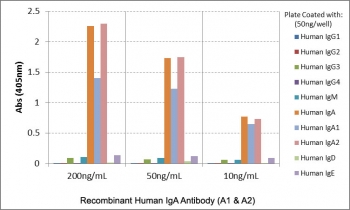 Human IgA Antibody for ELISA Subclass Specificity Analysis. ELISA analysis of human immunoglobulins demonstrates that clone RM128 selectively recognizes Human IgA / IGHA, with strong signal observed for both IgA1 and IgA2 across tested concentrations, indicating binding to the shared alpha heavy chain. No cross-reactivity is detected with other immunoglobulin classes including IgG1, IgG2, IgG3, IgG4, IgM, IgD, or IgE. This binding profile supports comprehensive IgA subclass coverage and highlights the utility of this Human IgA Antibody for ELISA / Anti-IgA Detection Antibody for selective IgA measurement in ELISA-based immunoassays.