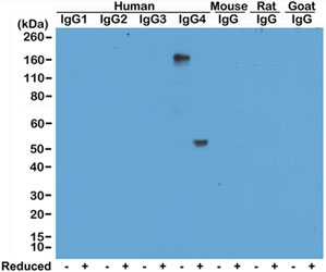 Human IgG4 Antibody WB. Western blot analysis of human, mouse, rat, and goat IgG demonstrates that clone RM120 selectively detects Human IgG4 / IGHG4, with a strong band observed at approximately 150 kDa under non-reducing conditions and a band near 50 kDa corresponding to the heavy chain under reducing conditions. No cross-reactivity is observed with other human IgG subclasses or with mouse, rat, or goat IgG. This binding pattern supports hinge region-directed recognition of IgG4 and confirms subclass-specific detection in both intact and reduced forms.