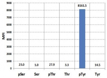 Luminex analysis of the recombinant Phosphotyrosine antibody reaction against phosphorylated or non-phosphorylated Serine, Threonine, and Tyrosine. The RM111 mAb reacts only to phosphorylated Tyrosine.