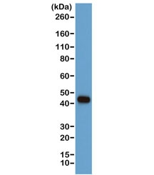 Western blot of human A431 cells using the recombinant Beta Actin antibody at a 1:1000. Predicted molecular weight ~42 kDa.