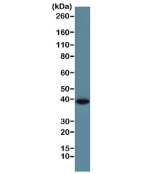 Western blot of human A431 cell lysate using the recombinant GAPDH antibody at 1:1000. Predicted molecular weight ~36 kDa.