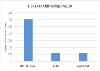 H3K14ac Antibody / HIST1H3A Chromatin Accessibility Activation Antibody (clone RM130) for ChIP. Chromatin immunoprecipitation analysis of HIST1H3A / Histone H3 Lys14 acetylation in human HeLa cells using H3K14ac Antibody / HIST1H3A Chromatin Accessibility Activation Antibody (5 ug). Quantitative PCR shows enrichment at the actively transcribed RPL30 Exon3 locus compared to lower signal at AFM and alpha-satellite regions, consistent with H3K14ac marking open chromatin and transcriptionally active genomic regions.