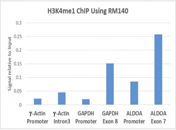 H3K4me1 Antibody / HIST1H3A Enhancer Priming Chromatin Antibody (clone RM140) for ChIP. Chromatin immunoprecipitation analysis of HIST1H3A / Histone H3 Lys4 monomethylation (K4me1) in human HeLa cells using H3K4me1 Antibody / HIST1H3A Enhancer Priming Chromatin Antibody (5 ug). Quantitative PCR shows enrichment at intragenic and regulatory regions including gamma-Actin Intron 3 and ALDOA Exon 7 relative to promoter regions, consistent with H3K4me1 marking enhancer-associated chromatin and poised regulatory elements.