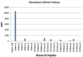H3K4me1 Antibody / HIST1H3A Enhancer Priming Chromatin Antibody (clone RM140) specificity analysis. Peptide binding assay demonstrating selective recognition of HIST1H3A / Histone H3 Lys4 monomethylation (K4me1). Strong signal is observed exclusively with the K4me1 peptide, while no detectable reactivity is seen with dimethylated (K4me2), trimethylated (K4me3), or other methylated histone H3 peptides, confirming high specificity for the monomethylated Lys4 state associated with enhancer priming.