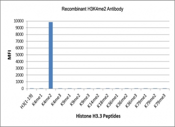 H3K4me2 Antibody / HIST1H3A Promoter Activation Readiness Antibody (clone RM135) specificity analysis. Peptide binding assay demonstrating selective recognition of HIST1H3A / Histone H3 Lys4 dimethylation (K4me2). Strong signal is observed exclusively with the K4me2 peptide, while no detectable reactivity is seen with monomethylated (K4me1), trimethylated (K4me3), or other methylated histone H3 peptides, confirming high specificity for the dimethylated Lys4 state associated with promoter activation readiness and transcription initiation.