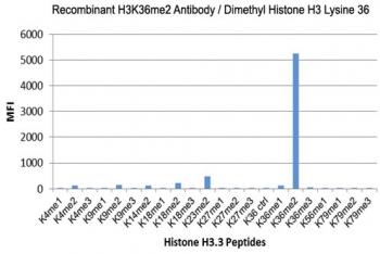 H3K36me2 Antibody / HIST1H3A Gene Body Chromatin Maintenance Antibody (clone RM141) specificity analysis. Peptide binding assay demonstrating selective recognition of HIST1H3A / Histone H3 Lys36 dimethylation (K36me2). Strong signal is observed exclusively with the K36me2 peptide, while no detectable reactivity is seen with non-modified Lys36 (K36 Ctrl), monomethylated (K36me1), trimethylated (K36me3), or other methylated histone H3 peptides, confirming high specificity for the dimethylated Lys36 state associated with gene body chromatin maintenance and transcriptional continuity.