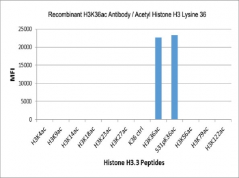 H3K36ac Antibody / HIST1H3A Transcription Elongation Marker Antibody (clone RM154) specificity analysis. Peptide binding assay demonstrating selective recognition of HIST1H3A / Histone H3 Lys36 acetylation (K36ac). Strong signal is observed exclusively with the K36ac peptide, including the S31pK36ac dual-modified peptide, indicating that recognition is not affected by phosphorylation at neighboring Ser31. No detectable reactivity is observed with unmodified Histone H3 or acetylation at Lys4, Lys9, Lys14, Lys18, Lys23, Lys27, Lys56, Lys79, or Lys122, confirming high specificity for the Lys36 acetylation site.