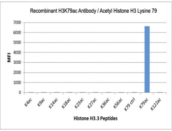 H3K79ac Antibody / HIST1H3A Gene Body Regulation Antibody (clone RM156) specificity analysis. Peptide binding assay demonstrating selective recognition of HIST1H3A / Histone H3 Lys79 acetylation (K79ac). Strong signal is observed exclusively with the K79ac peptide, while no detectable reactivity is seen with unmodified Histone H3 or acetylation at Lys4, Lys9, Lys14, Lys18, Lys23, Lys27, Lys36, Lys56, or Lys122, confirming high specificity for the Lys79 acetylation site within the histone core domain.