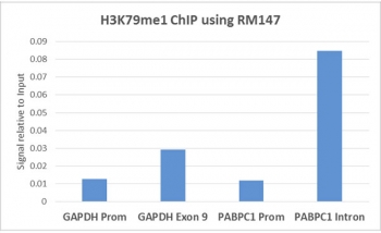 H3K79me1 Antibody / HIST1H3A Transcription-Linked Gene Body Methylation Antibody (clone RM147) for ChIP. Chromatin immunoprecipitation analysis of HIST1H3A / Histone H3 Lys79 monomethylation (K79me1) in human HeLa cells using H3K79me1 Antibody / HIST1H3A Transcription-Linked Gene Body Methylation Antibody (5 ug). Quantitative PCR shows enrichment within gene body regions including GAPDH Exon 9 and PABPC1 intronic regions relative to promoter regions, consistent with H3K79me1 marking transcription-associated chromatin across coding regions.