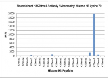 H3K79me1 Antibody / HIST1H3A Transcription-Linked Gene Body Methylation Antibody (clone RM147) specificity analysis. Peptide binding assay demonstrating selective recognition of HIST1H3A / Histone H3 Lys79 monomethylation (K79me1). Strong signal is observed exclusively with the K79me1 peptide, while no detectable reactivity is seen with dimethylated (K79me2), trimethylated (K79me3), or other methylated histone H3 peptides, confirming high specificity for the monomethylated Lys79 state associated with transcription-linked gene body chromatin.