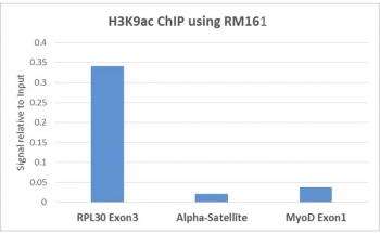 H3K9ac Antibody / HIST1H3A Chromatin Accessibility Marker Antibody (clone RM161) for ChIP. Chromatin immunoprecipitation analysis of HIST1H3A / Histone H3 Lys9 acetylation in human HeLa cells using H3K9ac Antibody / HIST1H3A Chromatin Accessibility Marker Antibody (5 ug). Quantitative PCR shows enrichment at the actively transcribed RPL30 Exon3 locus compared to lower signal at alpha-satellite heterochromatin and moderate signal at MyoD Exon1, consistent with H3K9ac marking accessible chromatin and transcriptionally active genomic regions.