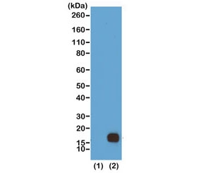 H3K9me2 Antibody / HIST1H3A Stable Repressive Chromatin Antibody (clone RM151) for WB. Western blot analysis of HIST1H3A / Histone H3 Lys9 dimethylation (K9me2) in (1) recombinant Histone H3.3 and (2) acid extracts of human HeLa cells using H3K9me2 Antibody / HIST1H3A Stable Repressive Chromatin Antibody. A band is detected at the predicted molecular weight of approximately 15 kDa corresponding to dimethylated Histone H3, consistent with stable repressive chromatin and facultative heterochromatin domains.