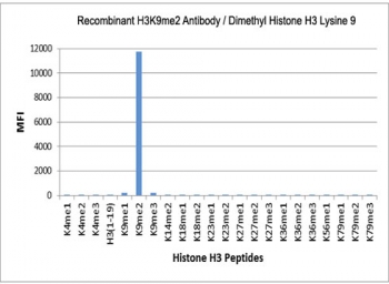 H3K9me2 Antibody / HIST1H3A Stable Repressive Chromatin Antibody (clone RM151) specificity analysis. Peptide binding assay demonstrating selective recognition of HIST1H3A / Histone H3 Lys9 dimethylation (K9me2). Strong signal is observed exclusively with the K9me2 peptide, while no detectable reactivity is seen with non-modified Histone H3 (H3 1-19), monomethylated (K9me1), trimethylated (K9me3), or other methylated histone H3 peptides, confirming high specificity for the dimethylated Lys9 state associated with stable repressive chromatin and facultative heterochromatin.